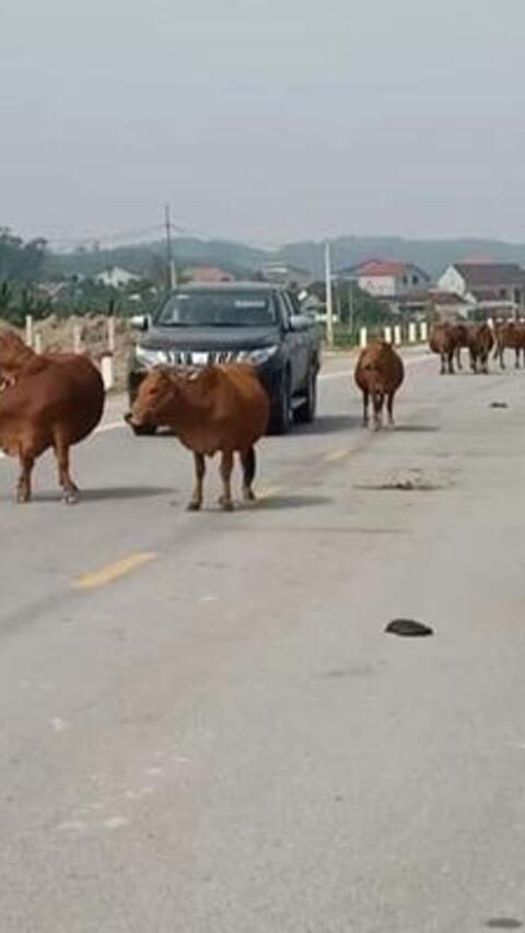 Kiên quyết xử lý nghiêm hoạt động chăn thả gia súc (bò, trâu) trên tuyến đường Hùng Vương và QL 29